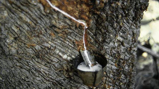 La palabra "caucho" proviene de la voz nativa "cautchouc", que quería decir "árbol que llora". Foto: GETTY IMAGES, vía BBC Mundo