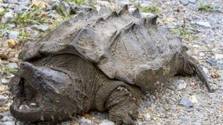 Encuentran tortuga cocodrilo que estuvo perdida 30 años