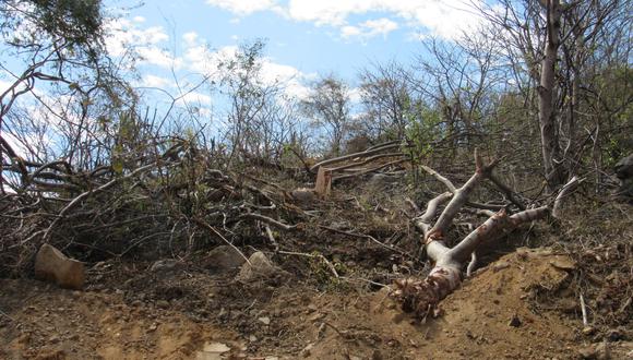 Empresa tala ilegalmente más de 300 árboles en Piura | PERU | EL COMERCIO  PERÚ