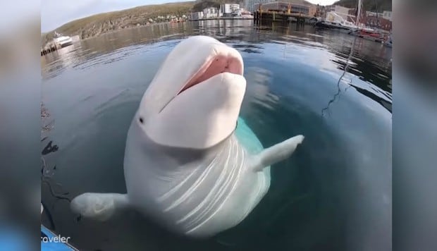 Una ballena beluga robó una GoPro, la tiró al fondo del mar y la devolvió poco después. (Foto: Captura)