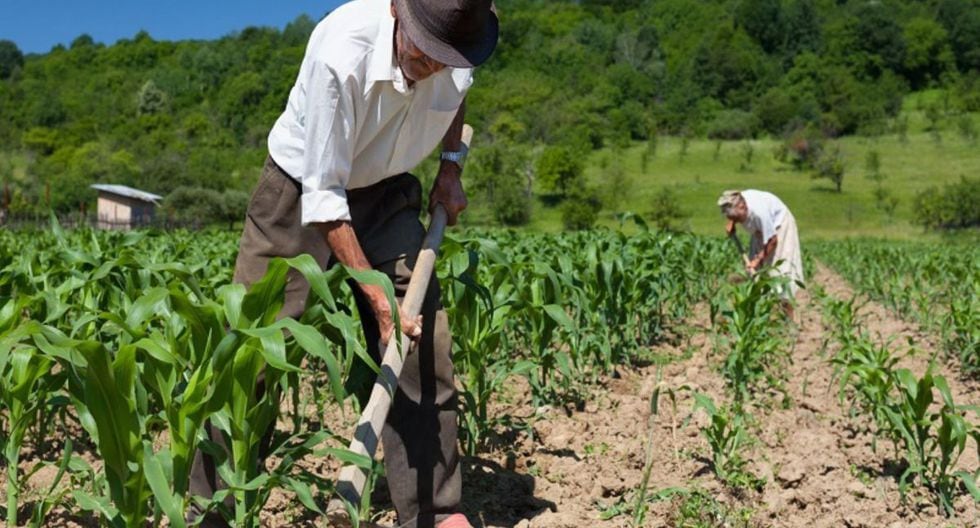El Gobierno otorgará un bono de 760 soles a más de un millón de hogares que viven en las zonas rurales del país, afectadas por el aislamiento domiciliario y la inmovilización social obligatoria (Foto: Andina) El Gobierno otorgará un bono de 760 soles a más de un millón de hogares que viven en las zonas rurales del país, afectadas por el aislamiento domiciliario y la inmovilización social obligatoria (Foto: Andina)