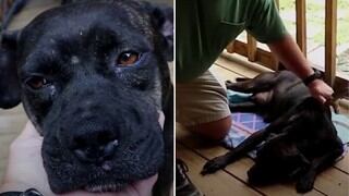 Perro conmueve por su lucha de encontrar bienestar y la suerte que tuvo de encontrar una familia que vive en medio de la nada