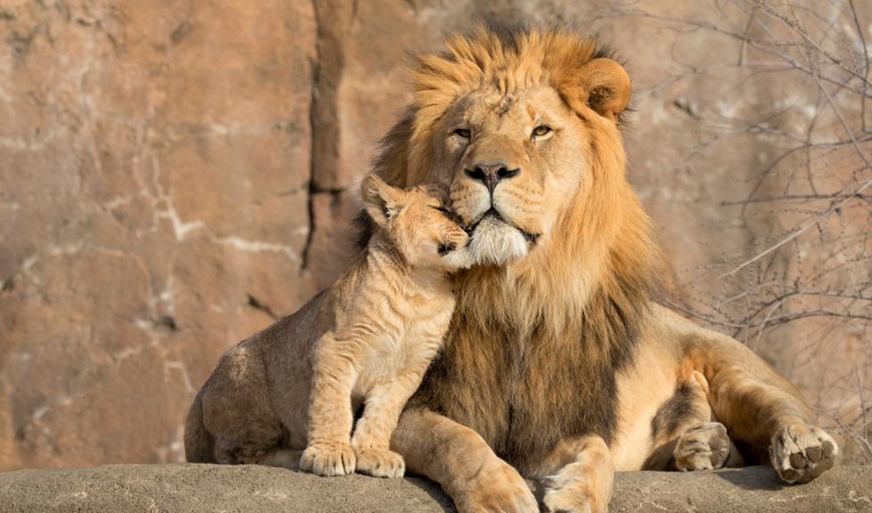 Día Mundial del León | Día Mundial del León: 10 curiosidades que no sabías  de este animal | datos curiosos | león | felino | animal | africa |  animales salvajes | VAMOS | EL COMERCIO PERÚ