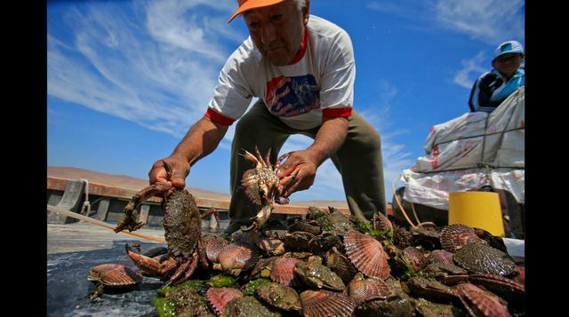 Fotos: Conchas de abanico 'sembradas' en Paracas se multiplican - 5