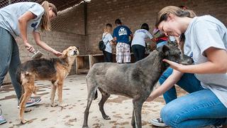 80 perros gozan con visita de WUF