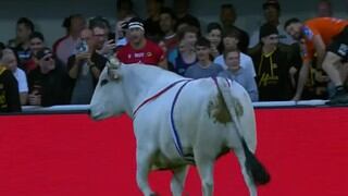 Un enorme toro genera pánico al invadir cancha durante partido de rugby