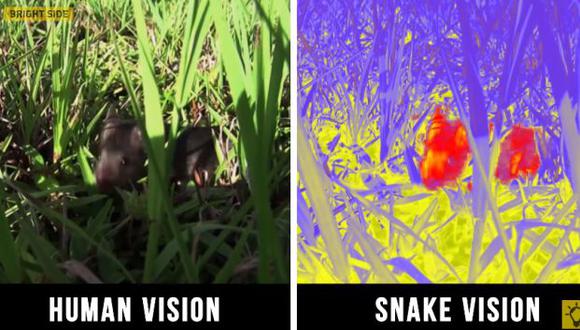 Las serpiente pueden ver las señales térmicas gracias a su visión infrarroja. (Foto: captura de YouTube)