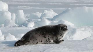 La Unión Europea mantiene la protección sobre las focas