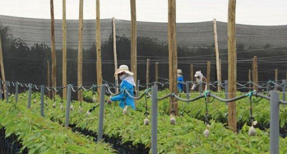 El Minagri informó que por segundo mes consecutivo el sector agropecuario se expande y en julio experimentó un crecimiento record de 9%, en comparación al mismo periodo del año pasado. (Foto: Andina)