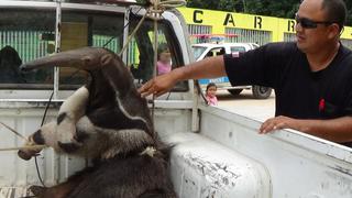 Rescatan a oso hormiguero que se ahogaba en el río Ucayali