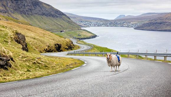Una oveja te muestra las maravillas de las Islas Feroe