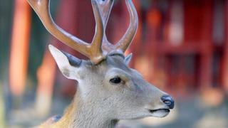 Mueren 9 ciervos en un parque japonés tras comer plástico