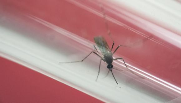 Contagio sexual de zika es más común de lo que se creía