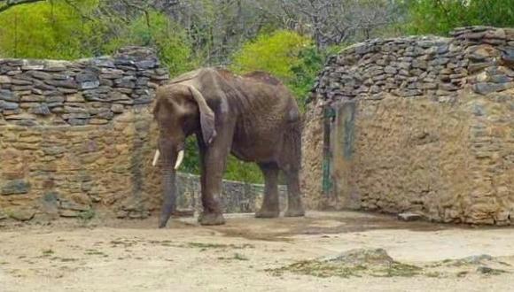 Venezuela: Zoológico no acepta ayuda para elefanta desnutrida