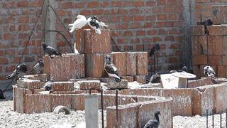 Callao alerta ante riesgos por sobrepoblación de palomas