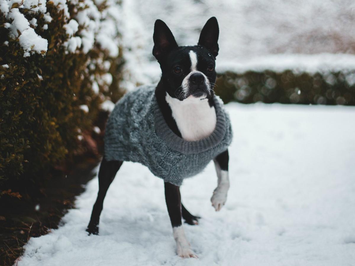 ¿Es recomendable ponerle ropa a los perros en invierno? | Rodrigo Rondón |  Mascotas | nnda nnni | RESPUESTAS | MAG.