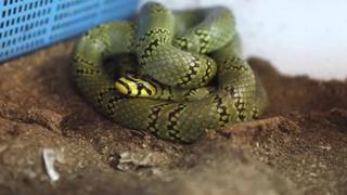 Científicos chinos logran criar a serpiente más bella del mundo