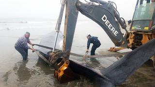 Chile intentó salvarla pero fue en vano: Muere ballena varada en playa de Coquimbo