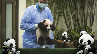 El cachorro de panda nacido en Malasia que te robará el corazón