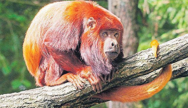 El mono rojo aullador es uno de las especies en la Isla de los Monos, que se encuentra a 20 minutos de la ciudad de Puerto Maldonado. (Foto: Shutterstock)