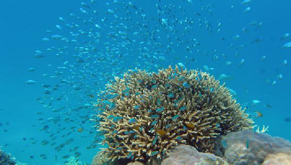 Peces coralinos se estresan cuando son separados de sus pares