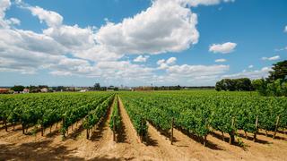 Enoturismo en Portugal: descubre Setúbal, una de las zonas vitivinícolas más privilegiadas