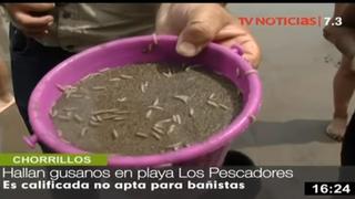 Costa Verde: hallan gusanos en playa Pescadores de Chorrillos