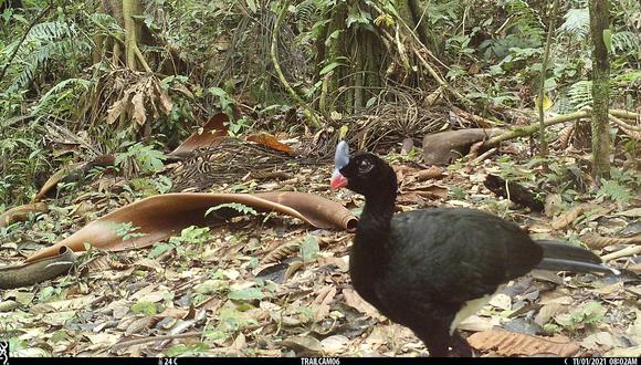 Un pilisto capturado por una cámara trampa. Foto: Asociación Armonía.