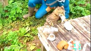 YouTube: gato roba pez de caña de pescar (VIDEO)