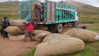 Huancavelica: obtienen más de 33 toneladas de fibra alpaca