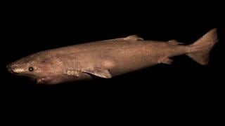 Tiburones de Groenlandia pueden vivir hasta 400 años