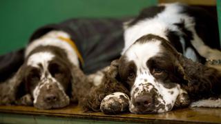 Lanzan el primer medicamento para perros que temen al ruido