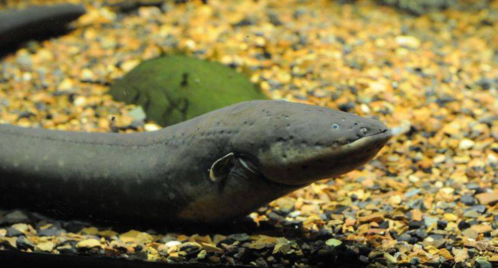 Las anguilas eléctricas son los animales capaces de generar un campo eléctrico más conocidos. (Foto: chrisbrenschmidt/Flickr)