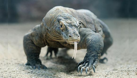 Dragón de Komodo. (Foto: Shutterstock)