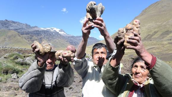 En la sede de Agro Rural, situado en la Av. Salaverry 1388, en Jesús María, una decena de pequeños productores levantarán, desde las 7 de la mañana, sus puestos de venta para ofrecer las diversas variedades de papa.