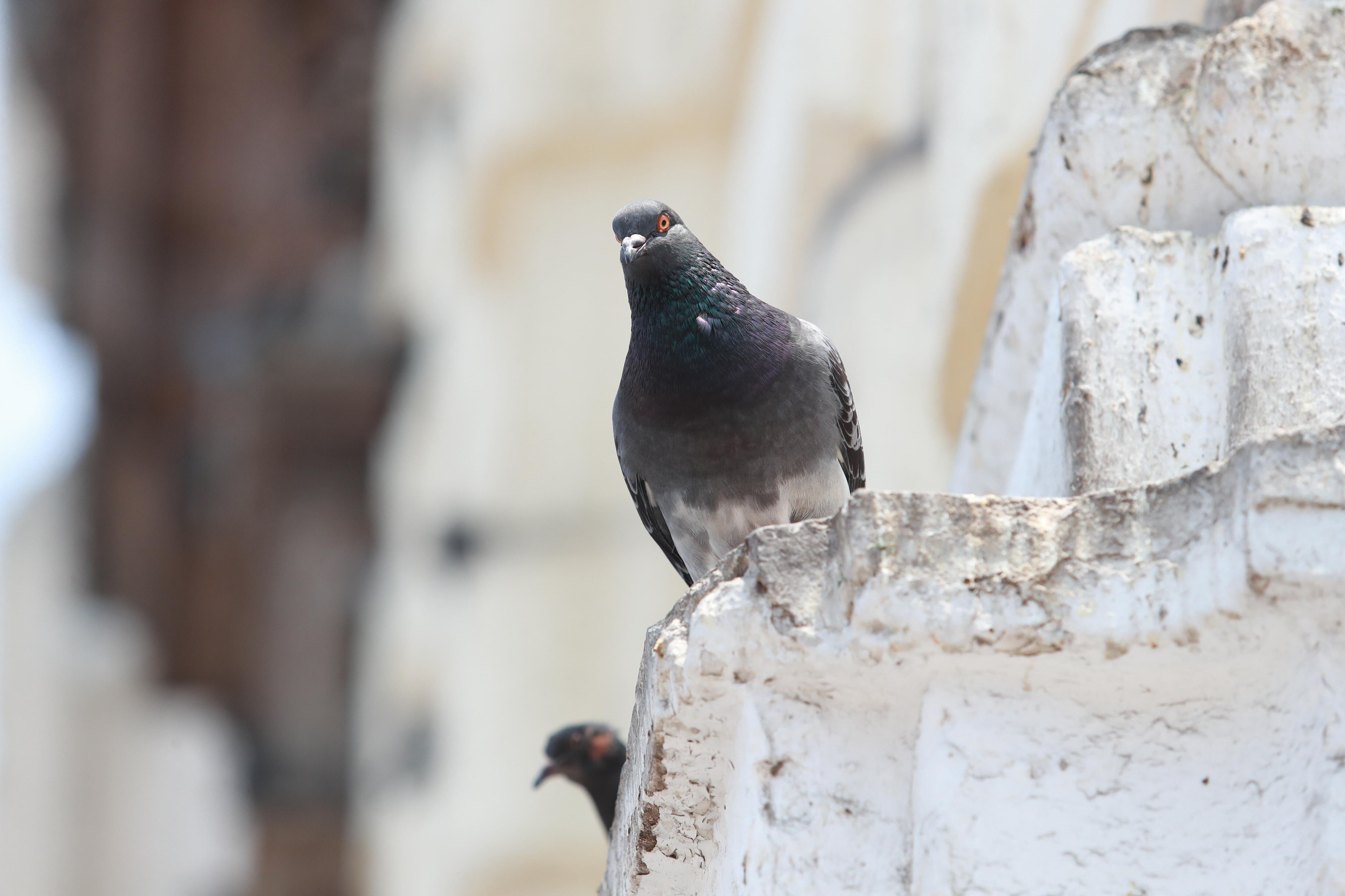 LIMA 17 DE ENERO DEL 2020.
Palomas se "apropian" de la ciudad,
FOTO: LINO CHIPANA OBREGÓN