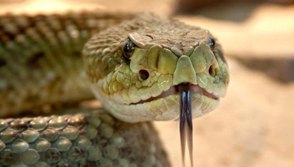 En esta nota te contamos el motivo de la celebración del Día de las Serpientes. (Foto: EFE)