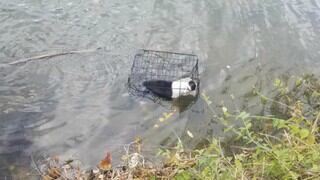 Rescatan a perro que fue encerrado en una jaula y arrojado a las aguas heladas de un lago