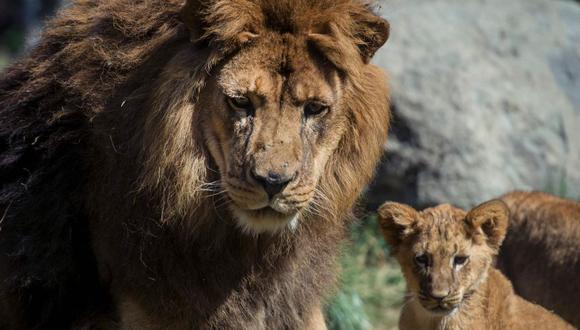 Los dos leones habían comenzado una nueva vida libre de abusos en mayo del año pasado. (Foto referencia: AFP)