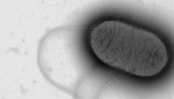 El polvo contiene un promedio de 9.000 especies de microbios