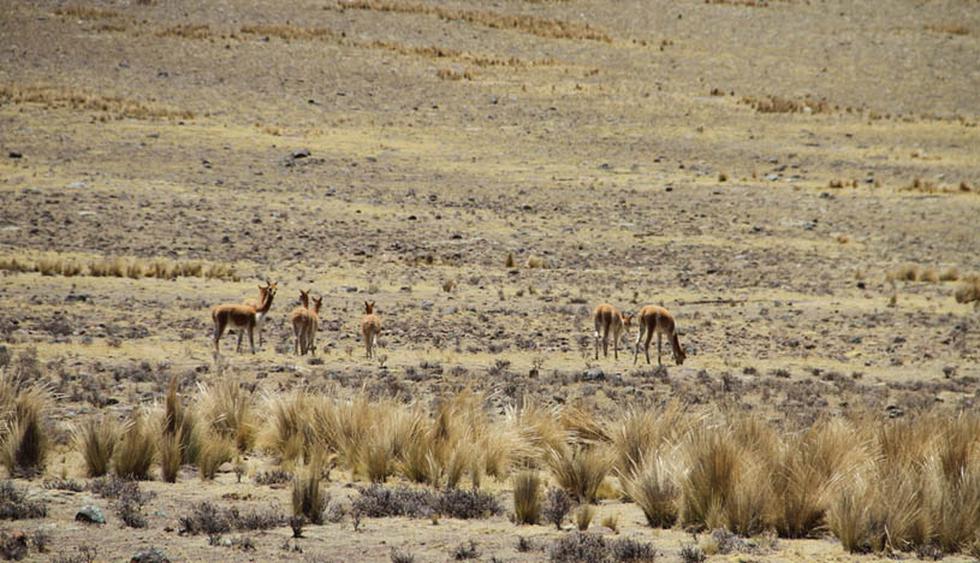 Pampa Galeras La Increíble Reserva Natural Que Debes Visitar En Ayacucho Vamos El Comercio PerÚ 9267
