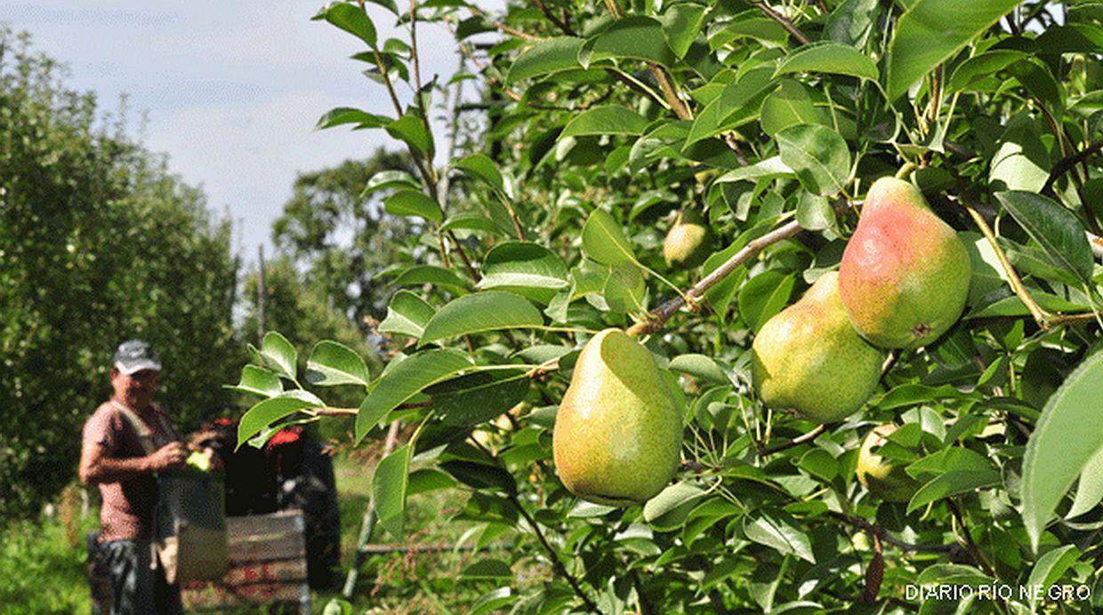 ¿Por qué se pudrieron 200 mlls. de kilos de fruta en Argentina? - 2