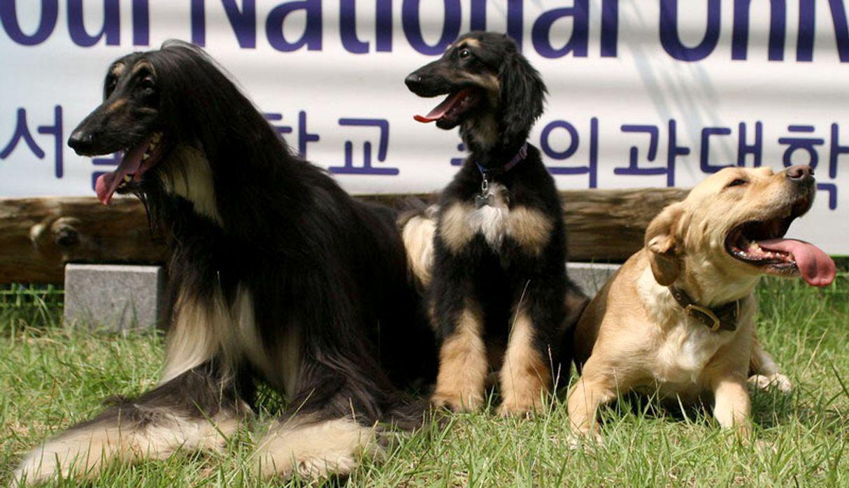 Foto 14 | El perro Snuppy. En 2005, científicos de la Universidad nacional de Seúl, en Corea del Sur, clonaron por primera vez a un perro. La tarea fue particularmente difícil, se necesitó de 1.095 embriones de perro en 123 hembras para que se lograran a penas tres embarazos, solo Snuppy sobrevivió, pero valió la pena para el objetivo que se persiguió: utilizar a los clones para tratar enfermedades humanas. (Foto: Internet)