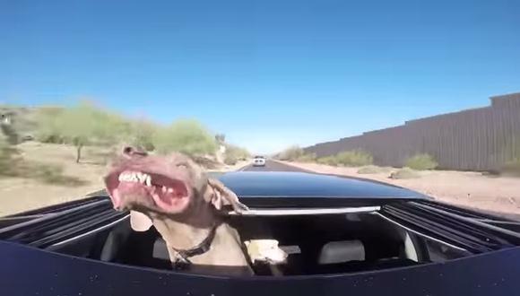 VIDEO: A este perro le divierte andar en auto