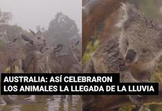 Australia: animales del zoológico festejaron así llegada de la lluvia tras meses de incendios - VIDEO