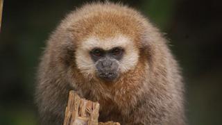 El mono tocón, especie única del Perú, podría desaparecer
