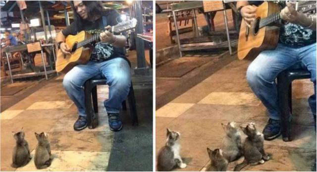 Artista callejero consigue a 4 gatos para ser sus espectadores. (Foto: Captura YouTube)
