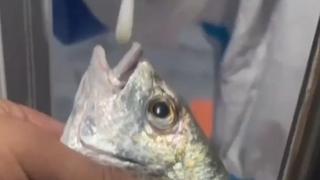 En China testean hasta a los pescados por el masivo brote de coronavirus en la ciudad de Xiamen