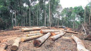 Hay 49 comunidades nativas sin título expuestas a tala ilegal