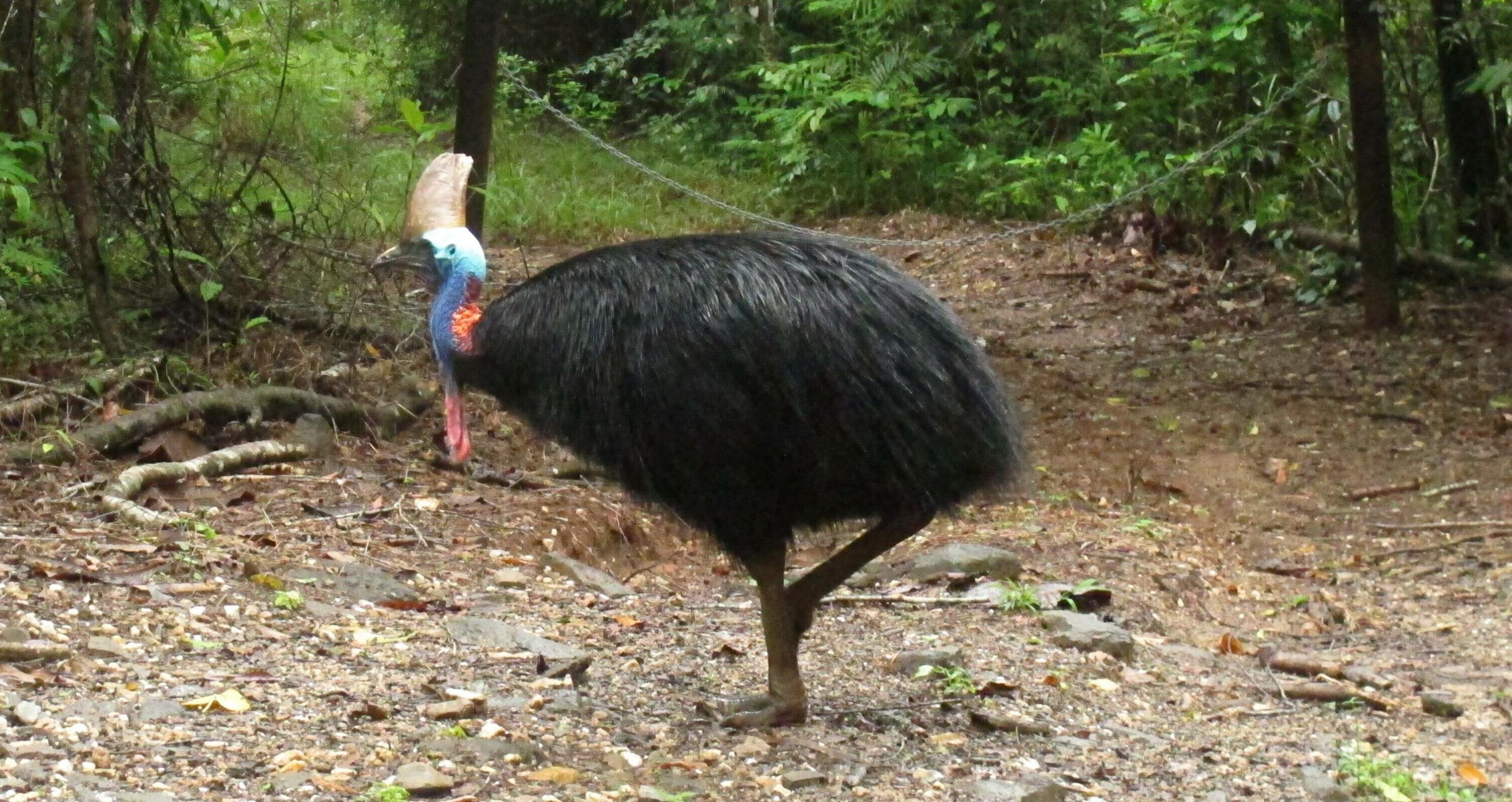Casuario: el exótico pájaro que mató a su dueño en Florida será subastado. (AP).
